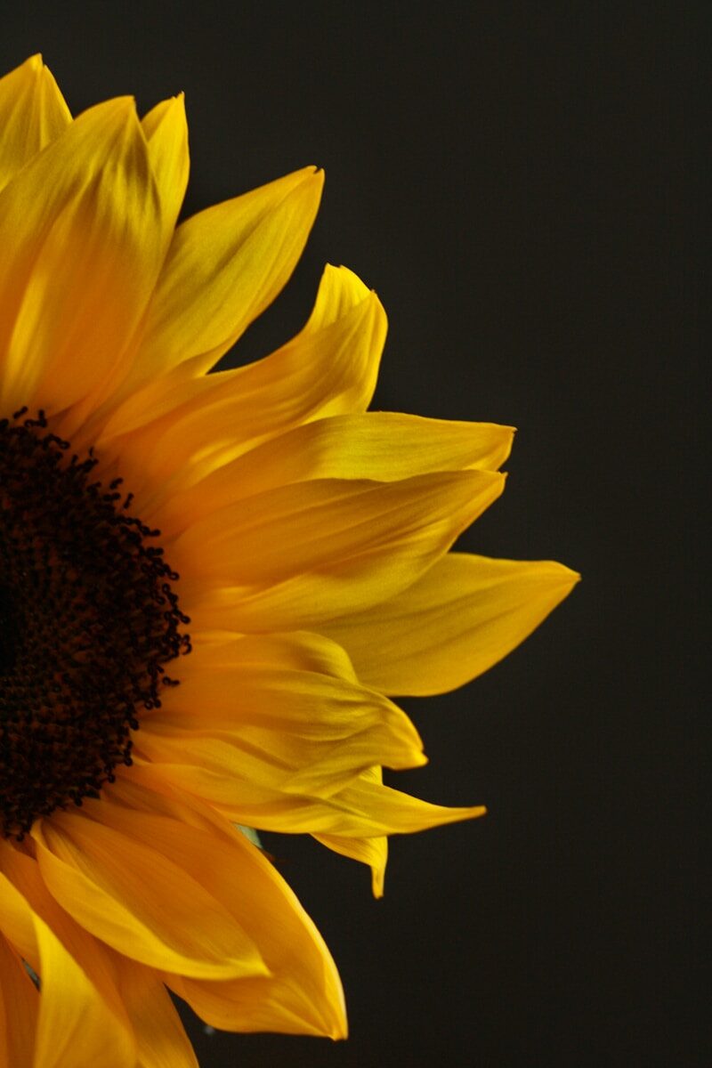 Girasol amarillo destacando sobre un fondo oscuro, simbolizando la luz de Leo conviviendo con su sombra