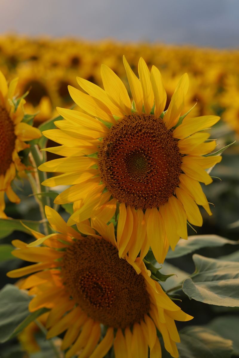 Girasoles dorados bajo el sol, símbolo del Sol y la identidad en la carta natal