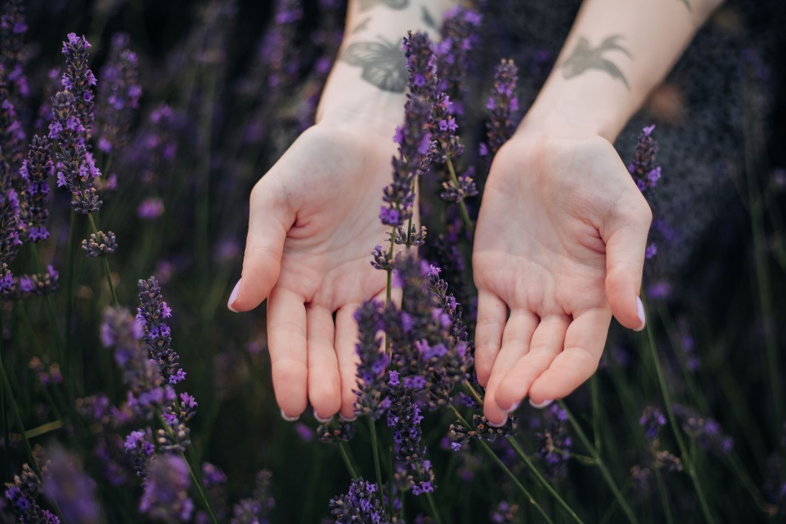 Tattooed hands gently touching lavender flowers in a serene field, capturing the essence of summer.