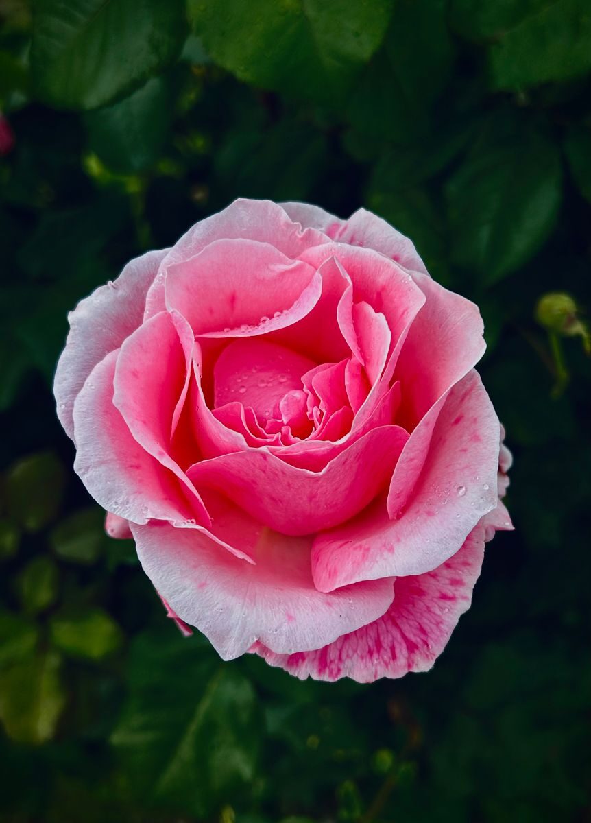 Rosa rosa en plena floración, símbolo de Venus, el amor y la belleza