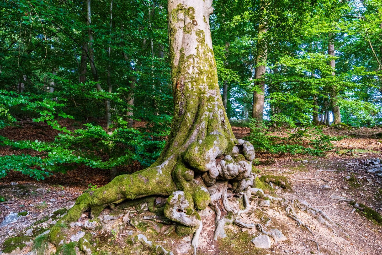 Tronco de árbol robusto con raíces nudosas, símbolo de la energía fija que sostiene