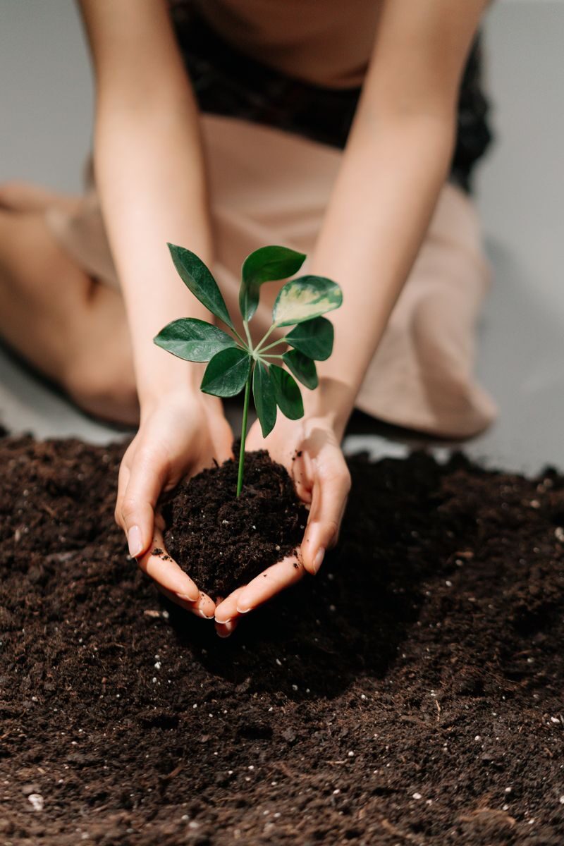 Manos sosteniendo una planta joven en la tierra, símbolo del elemento tierra