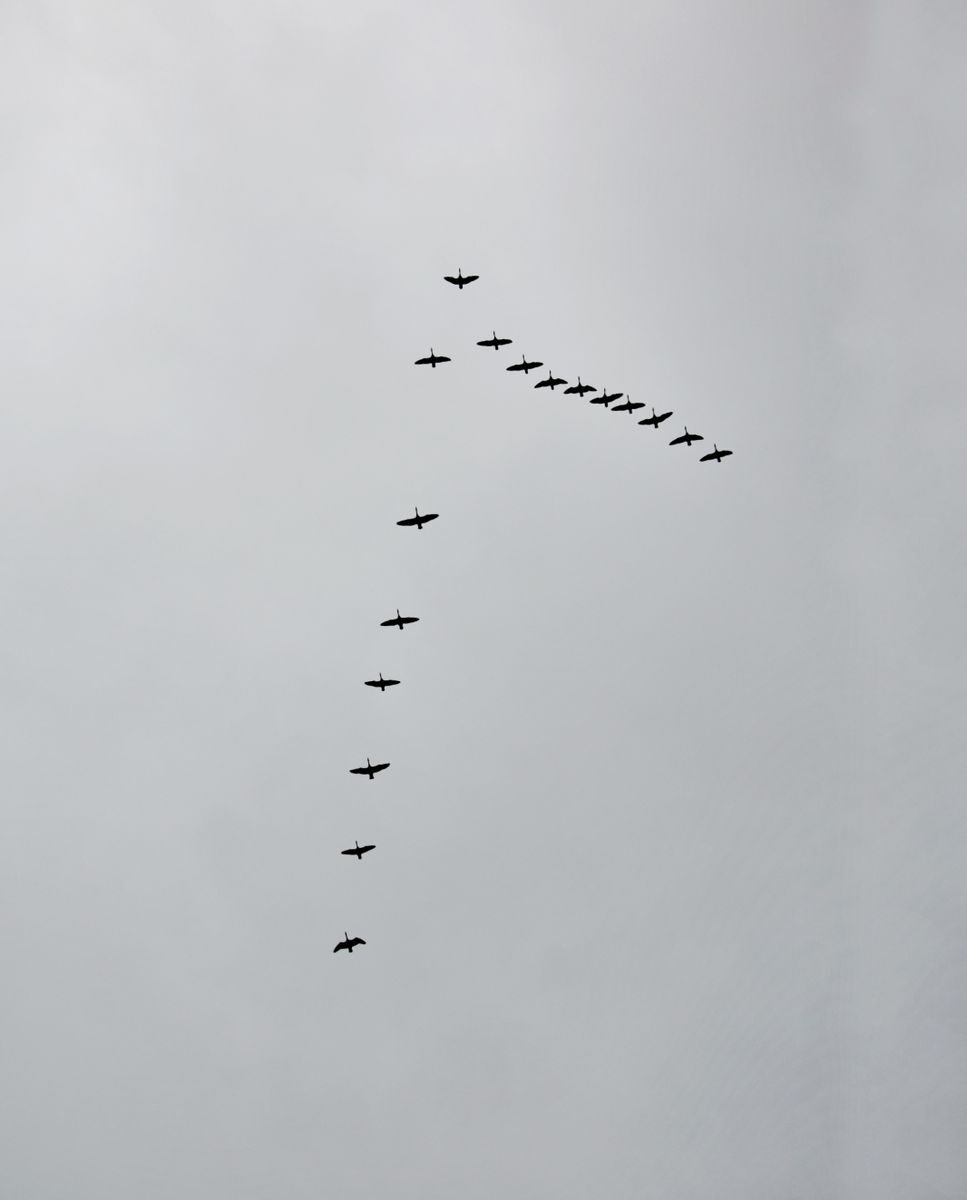 Bandada de pájaros volando en formación V, símbolo de la energía mutable que se adapta