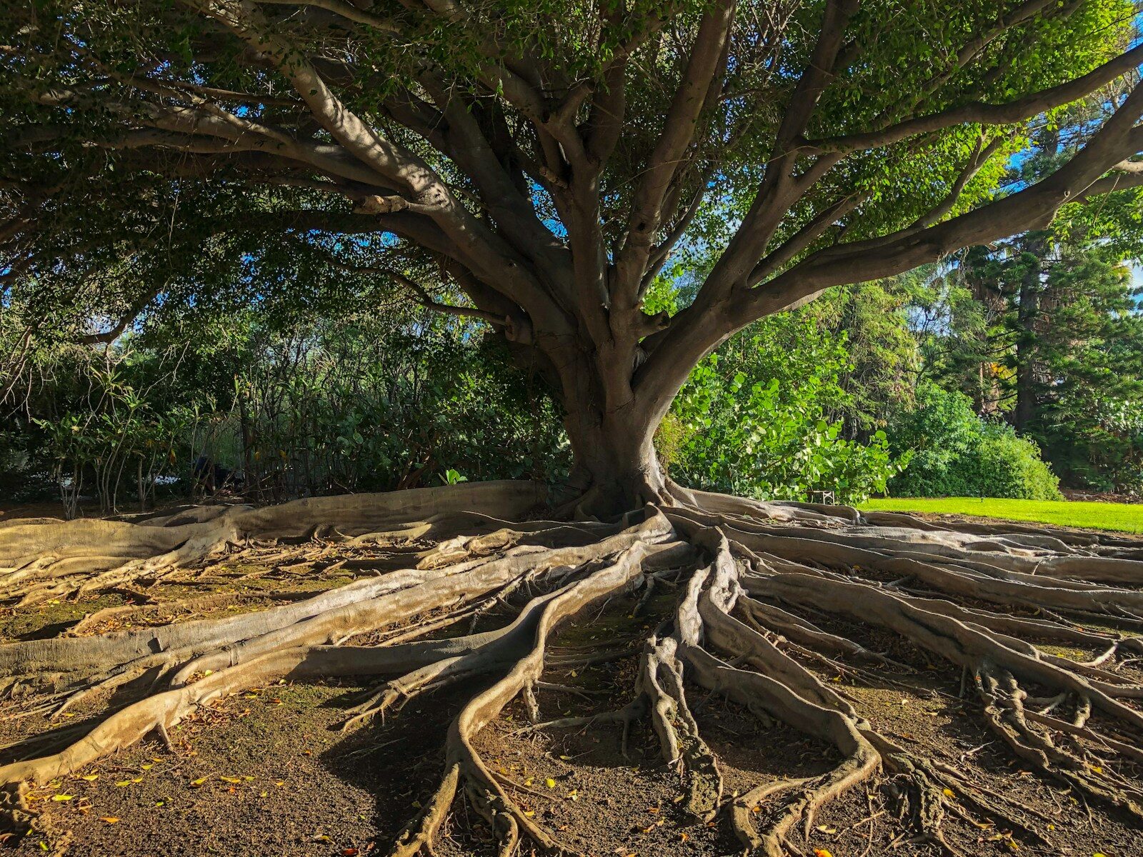 Árbol con raíces profundas y visibles en la tierra, metáfora de trabajar los patrones y creencias sobre el dinero desde su origen