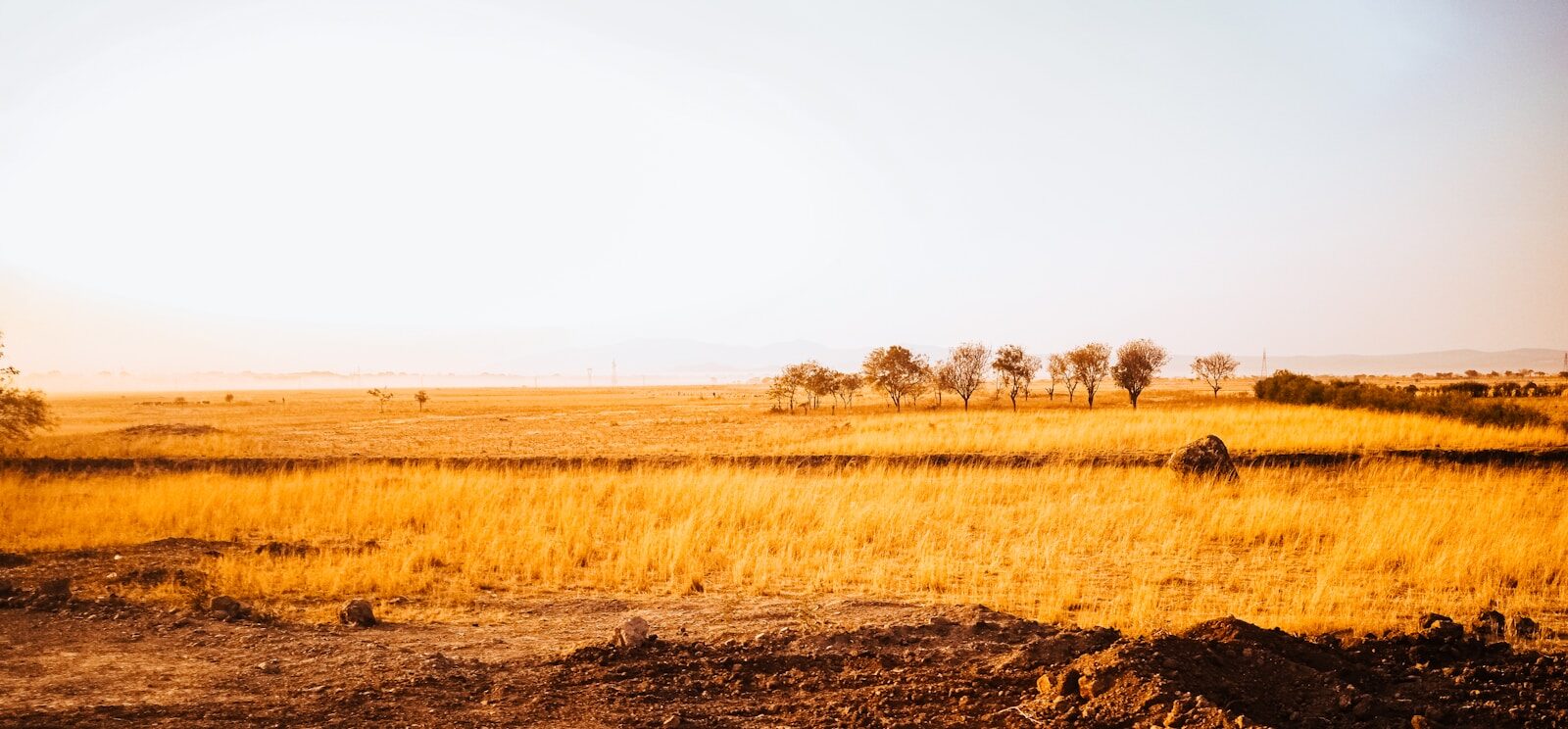 Campo dorado bajo un cielo despejado al atardecer, representando la sensación de abundancia que se construye desde el trabajo de raíz