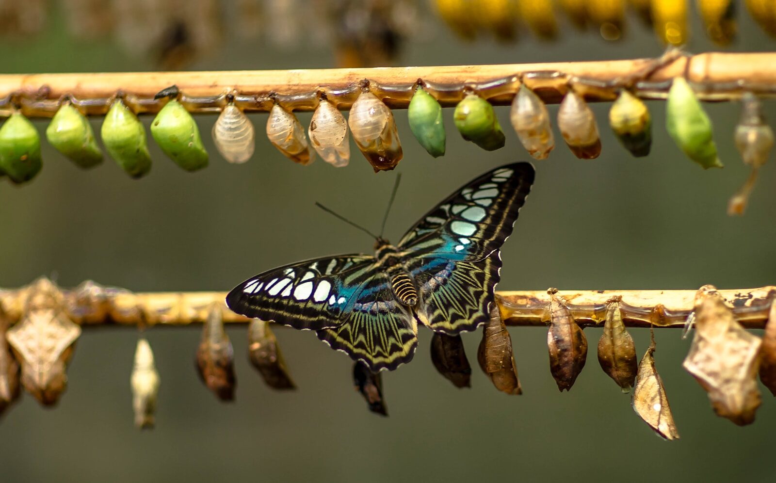 Mariposa emergiendo de su crisálida, símbolo de transformación profunda.