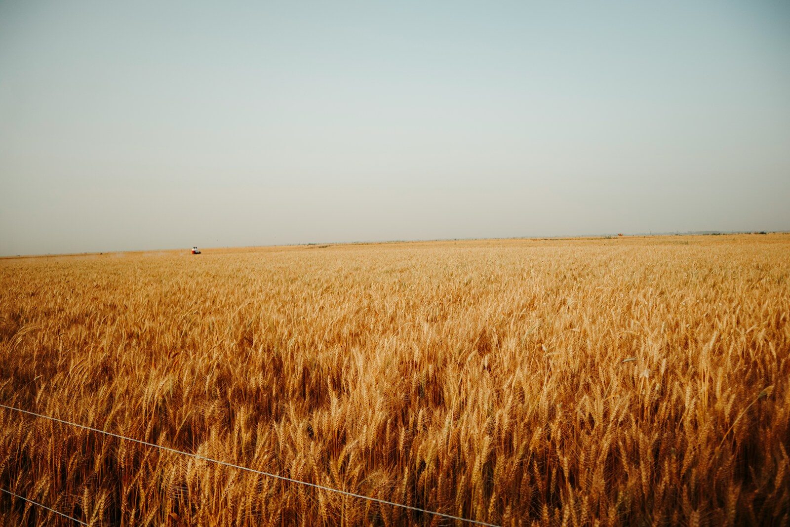 Campo de trigo dorado bajo un cielo amplio, evocando expansión y abundancia.